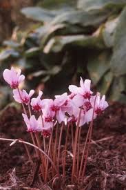 Attēlu rezultāti vaicājumam “Cyclamen hederifolium”