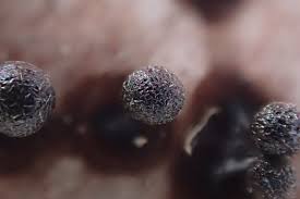 Attēlu rezultāti vaicājumam “Lamproderma pseudomaculatum macro”