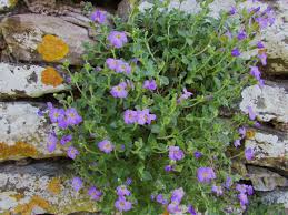 Attēlu rezultāti vaicājumam “Aubrieta deltoidea leaf”