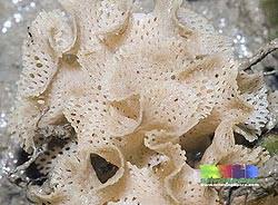 Attēlu rezultāti vaicājumam “Bryozoa”