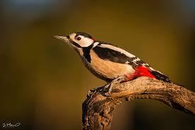 Attēlu rezultāti vaicājumam “Dendrocopos major”