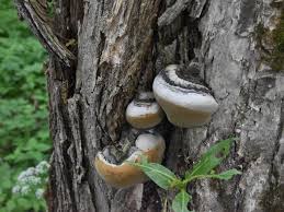Attēlu rezultāti vaicājumam “Phellinus nigrolimitatus”