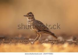 Attēlu rezultāti vaicājumam “Galerida cristata adult”