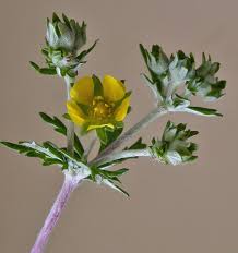Image result for Potentilla argentea