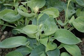 Image result for Hosta sieboldiana 'Elegans'