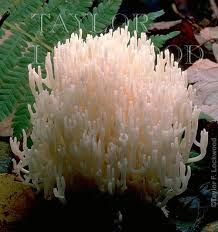 Attēlu rezultāti vaicājumam “Ramariopsis kunzei”