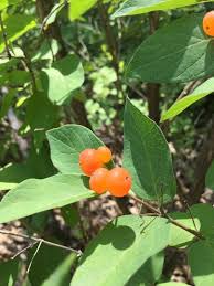 Attēlu rezultāti vaicājumam “Lonicera tatarica fruit”