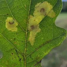 Attēlu rezultāti vaicājumam “Badhamia lilacina sessile”
