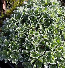 Image result for Steinbrech