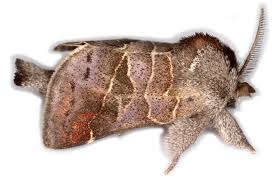 Attēlu rezultāti vaicājumam “Clostera pigra”