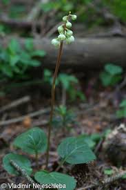 Attēlu rezultāti vaicājumam “Pyrola chlorantha”
