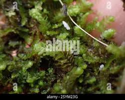 Attēlu rezultāti vaicājumam “Trilophozia quinquedentata”