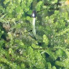 Attēlu rezultāti vaicājumam “Cephalozia bicuspidata sporophyte”