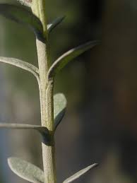 Attēlu rezultāti vaicājumam “Glaux maritima leaf”