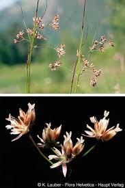 Attēlu rezultāti vaicājumam “Luzula luzuloides fruit”