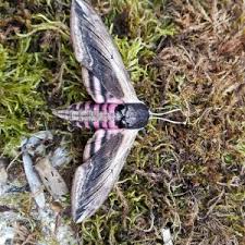 Attēlu rezultāti vaicājumam “Sphinx ligustri”