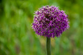 Attēlu rezultāti vaicājumam “Allium scorodoprasum flower”