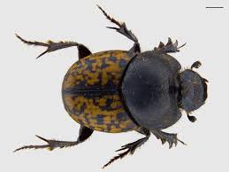 Attēlu rezultāti vaicājumam “Aphodius subterraneus”