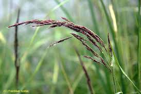 Attēlu rezultāti vaicājumam “Calamagrostis canescens fruit”