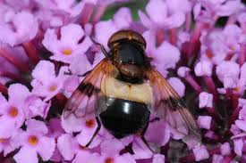 Attēlu rezultāti vaicājumam “Volucella pellucens”