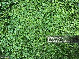 Attēlu rezultāti vaicājumam “Trifolium repens leaf”