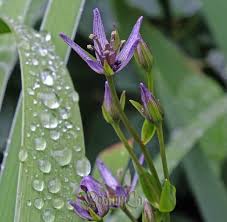 Attēlu rezultāti vaicājumam “Swertia perennis flower”