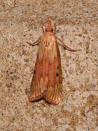 Attēlu rezultāti vaicājumam “Aphomia sociella female”