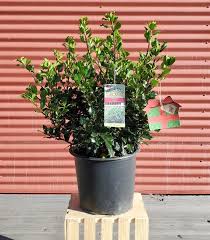 Attēlu rezultāti vaicājumam “Ilex x meserveae”