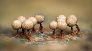 Attēlu rezultāti vaicājumam “Cribraria argillacea macro”