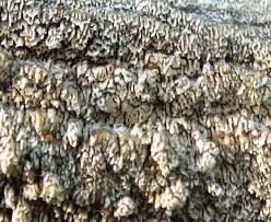 Attēlu rezultāti vaicājumam “Cerrena unicolor”