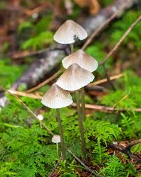 Attēlu rezultāti vaicājumam “Mycosphaerella millegrana”