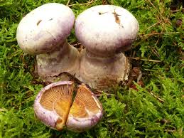 Attēlu rezultāti vaicājumam “Cortinarius traganus”