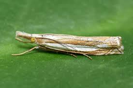 Attēlu rezultāti vaicājumam “Crambus”