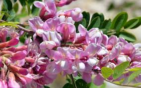 Attēlu rezultāti vaicājumam “Robinia neomexicana”