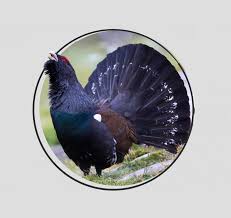 Image result for Tetrao tetrix