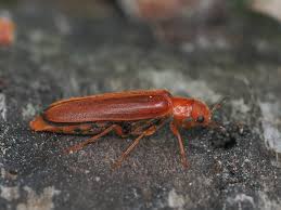 Attēlu rezultāti vaicājumam “Hylecoetus dermestoides male”