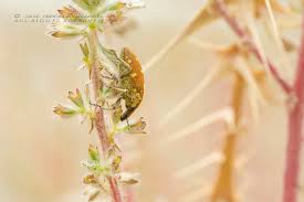 Attēlu rezultāti vaicājumam “Larinus sp.”