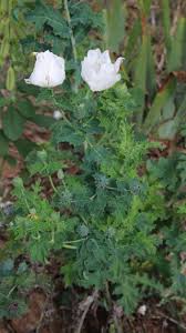 Attēlu rezultāti vaicājumam “Papaver argemone bud”