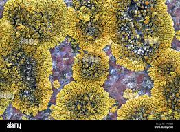 Attēlu rezultāti vaicājumam “Caloplaca scopularis”