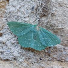 Attēlu rezultāti vaicājumam “Geometra papilionaria”