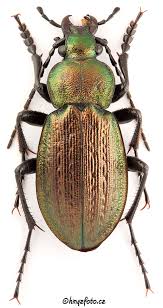 Attēlu rezultāti vaicājumam “Carabus arcensis”