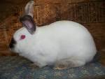 Champion Californian Rabbits - AA Rabbitry