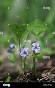 Attēlu rezultāti vaicājumam “Viola mirabilis leaf”