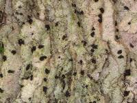 Attēlu rezultāti vaicājumam “Arthonia leucopellaea”