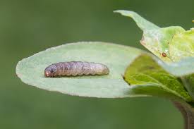 Attēlu rezultāti vaicājumam “Lathronympha strigana”