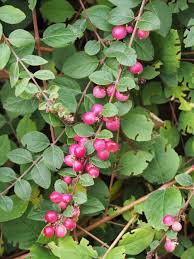 Attēlu rezultāti vaicājumam “Symphoricarpos x chenaultii”