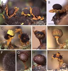 Attēlu rezultāti vaicājumam “Diderma globosum sessile”