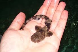 Image result for Haploblepharus pictus