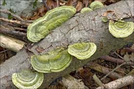 Attēlu rezultāti vaicājumam “Trametes hirsuta”