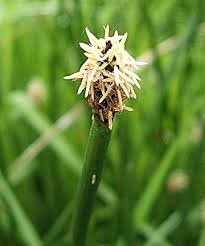 Attēlu rezultāti vaicājumam “Eleocharis palustris flower”